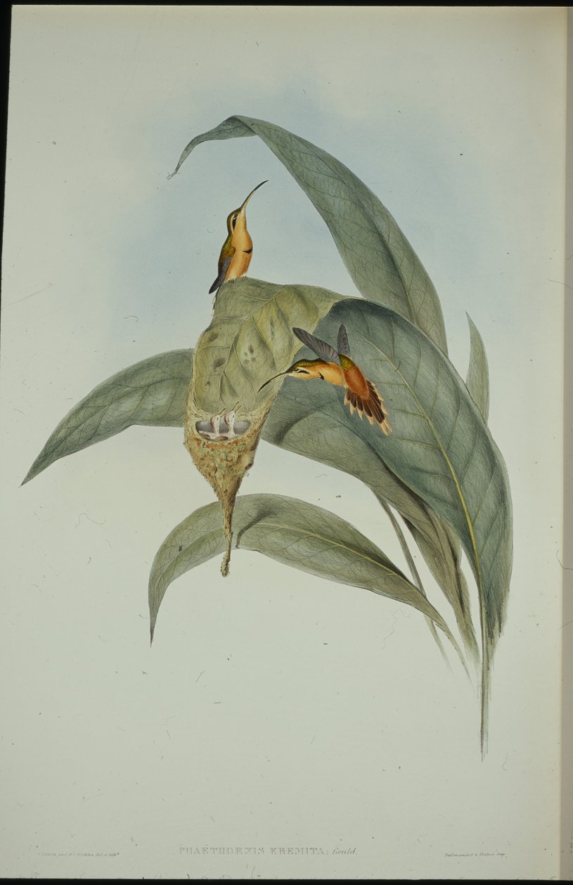 लिटिल हर्मिट (फेथोर्निस एरेमिटा) (हाथ के रंग का लिथो) द्वारा जॉन (बाद में) गोल्ड