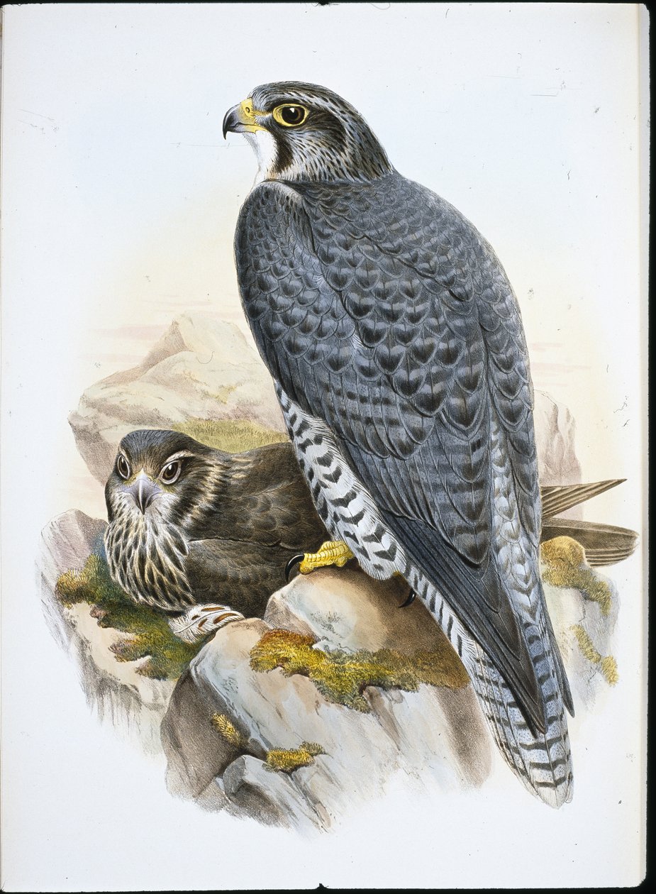 नॉर्वेजियन या Gyrfalcon Falcon (Falco Gyrfalco) (हाथ के रंग का लिथो) द्वारा जॉन (बाद में) गोल्ड