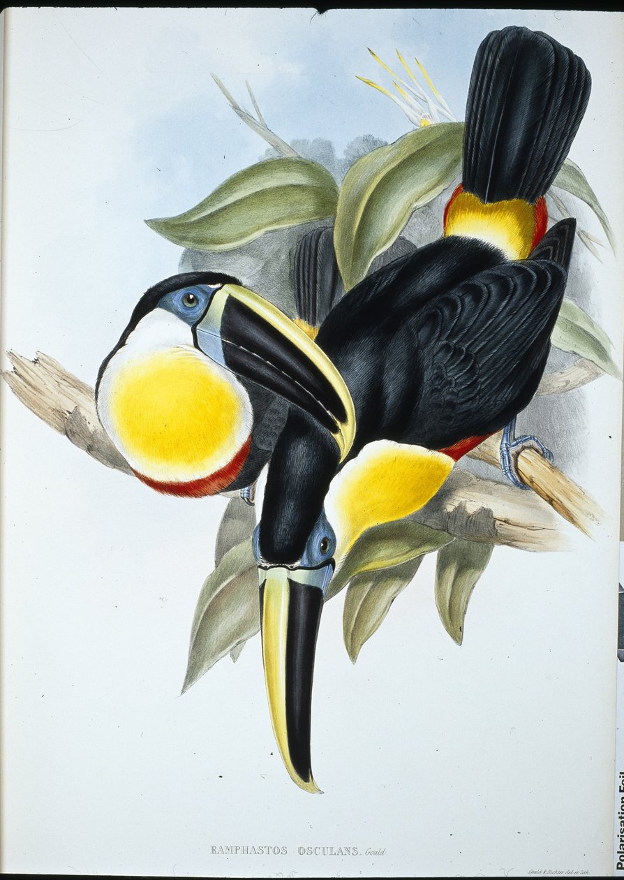 टूकेन (Ramphastos Kissing) (हाथ से रंग लिथो) चुंबन द्वारा जॉन (बाद में) गोल्ड