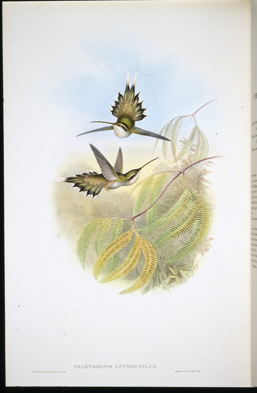 पल्लीड हर्मिट (फेथोर्निस एंथोफिलिस) (हाथ के रंग का लिथो) द्वारा जॉन (बाद में) गोल्ड