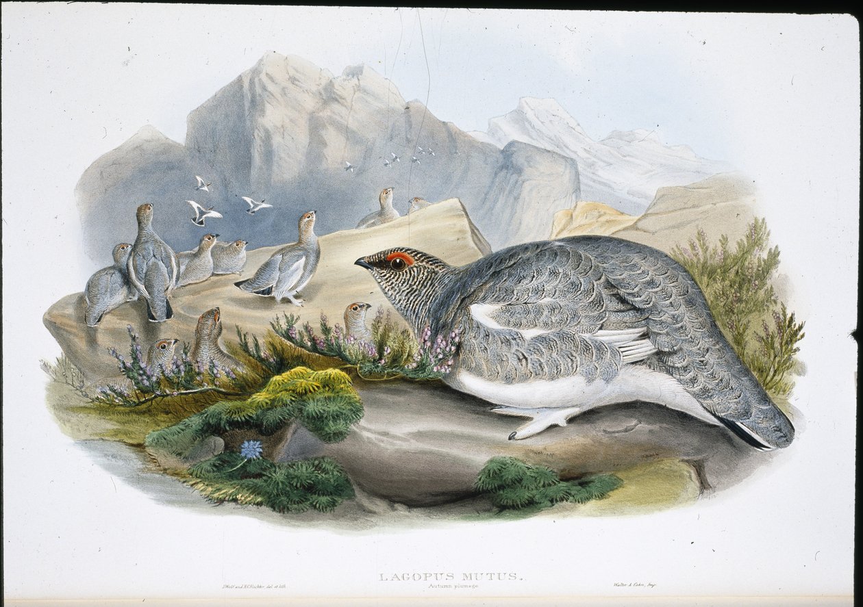 पार्मिगन (शरद पंख) (लैगोपस म्यूटस) (हाथ के रंग का लिथो) द्वारा जॉन (बाद में) गोल्ड