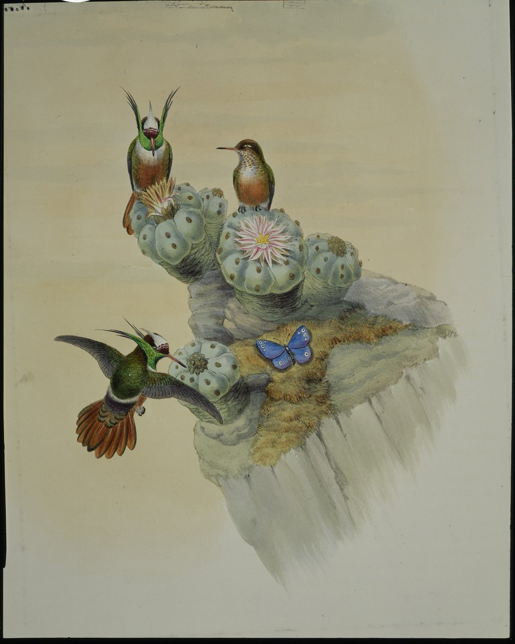 साल्विन का कोक्वेट (लोफोर्निस एडोरबिलिस) (हाथ के रंग का लिथो) द्वारा जॉन (बाद में) गोल्ड