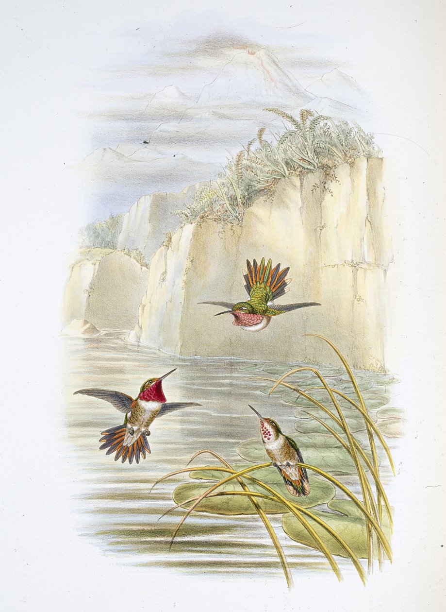 साल्विन की लौ-वाहक। (सेलास्फोरस आर्डेन्स)। (हाथ के रंग का लिथो) द्वारा जॉन (बाद में) गोल्ड