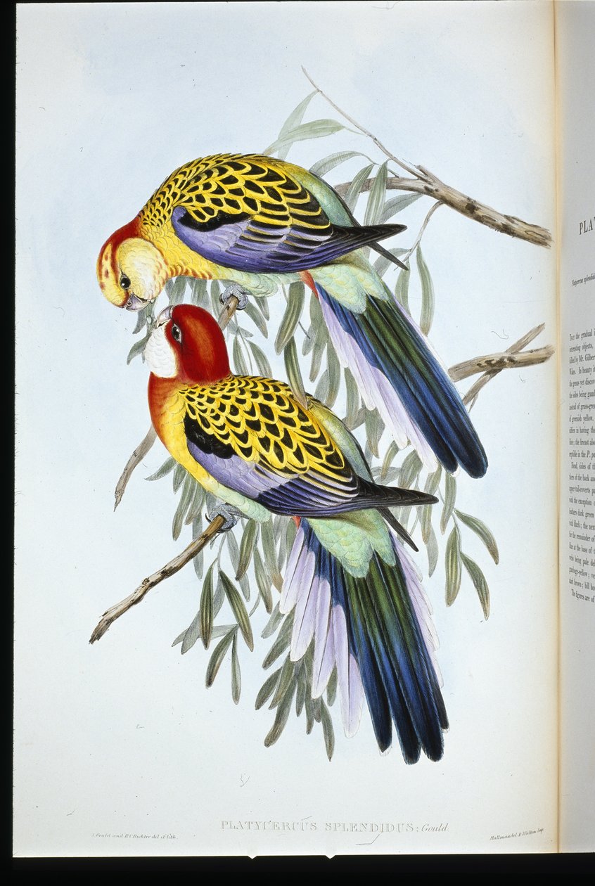 Splendid Parakeet (Splendid Palatycercus) (हाथ के रंग का लिथो) द्वारा जॉन (बाद में) गोल्ड