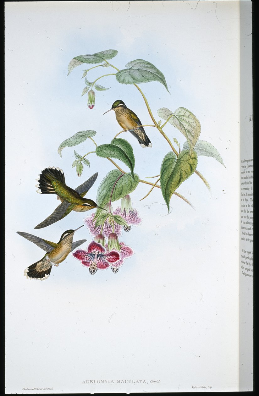 चित्तीदार एडेलोमिया (एडेलोमीया मैक्युलाटा) (हाथ के रंग का लिथो) द्वारा जॉन (बाद में) गोल्ड