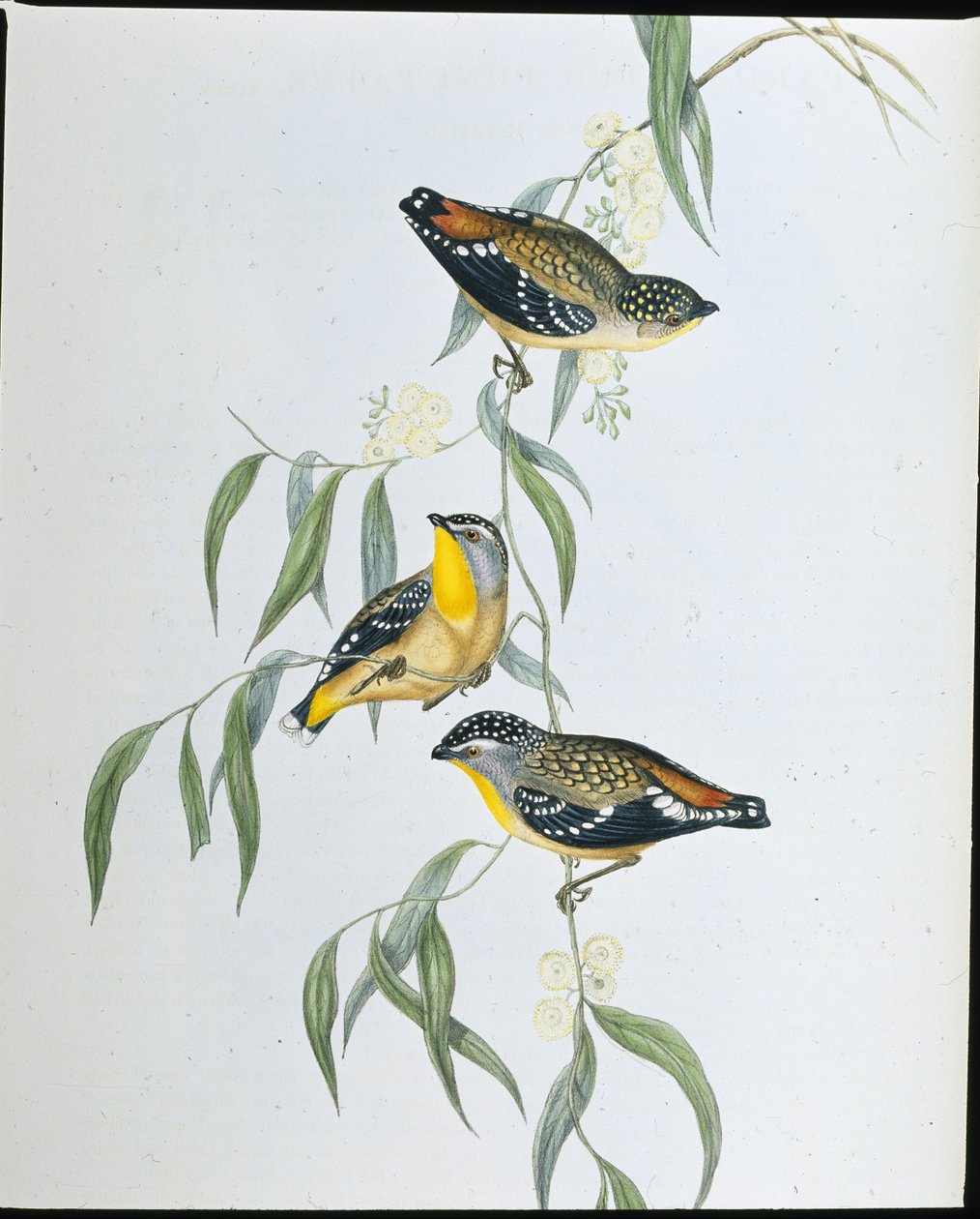 चित्तीदार Pardalote (Pardalotus Punctatus) (हाथ के रंग का लिथो) द्वारा जॉन (बाद में) गोल्ड
