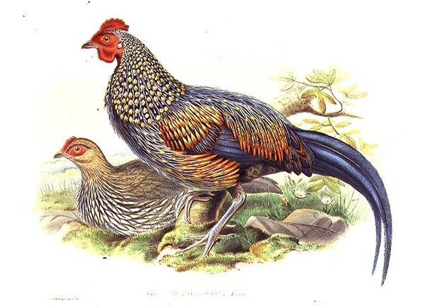 कलाकार और विलियम हार्ट (1823-1894) (लिथो) द्वारा उकेरी गई दो एशियाई तीतर (गैलस सोननेराती) द्वारा जॉन (बाद में) गोल्ड