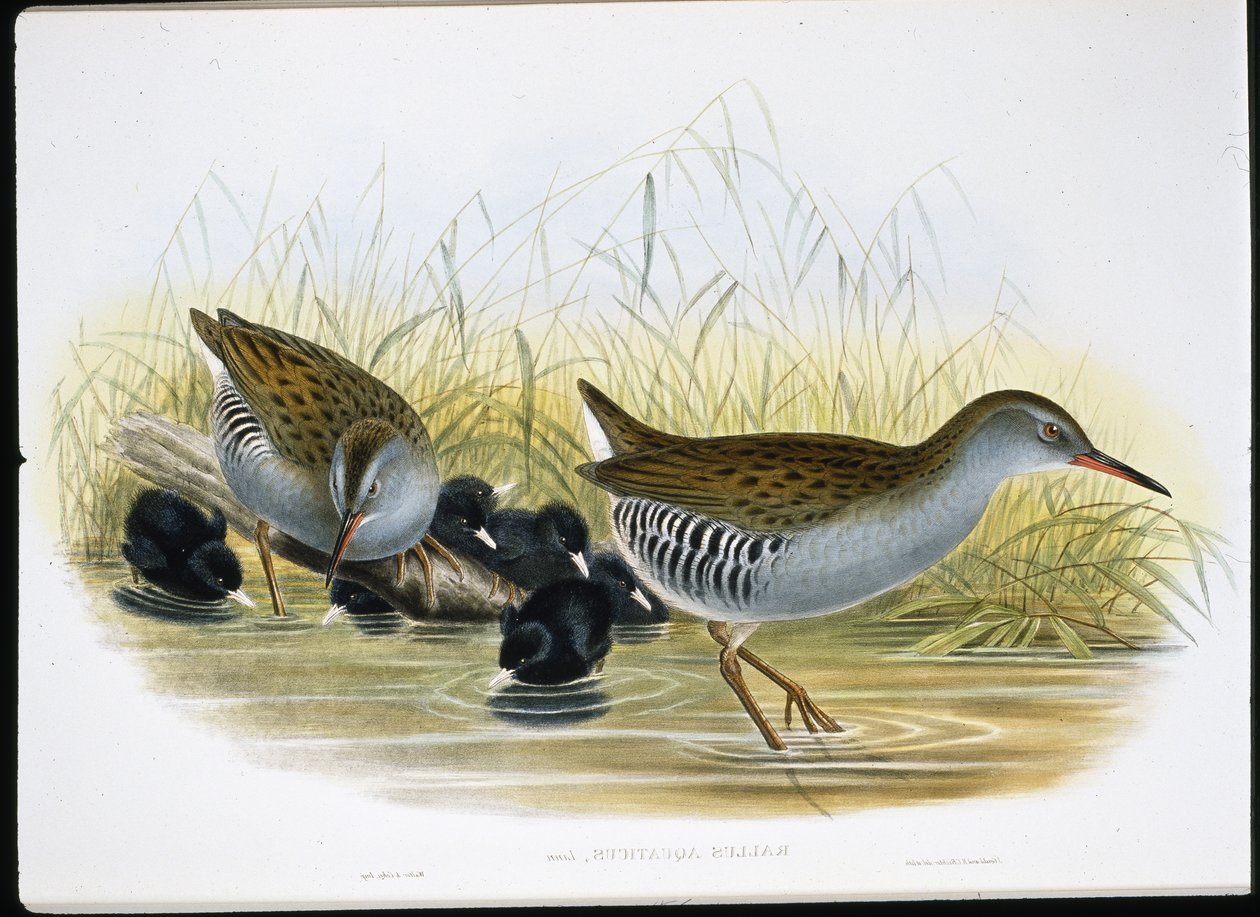 जल-रेल (Rallus Aquaticus) (हाथ के रंग का लिथो) द्वारा जॉन (बाद में) गोल्ड