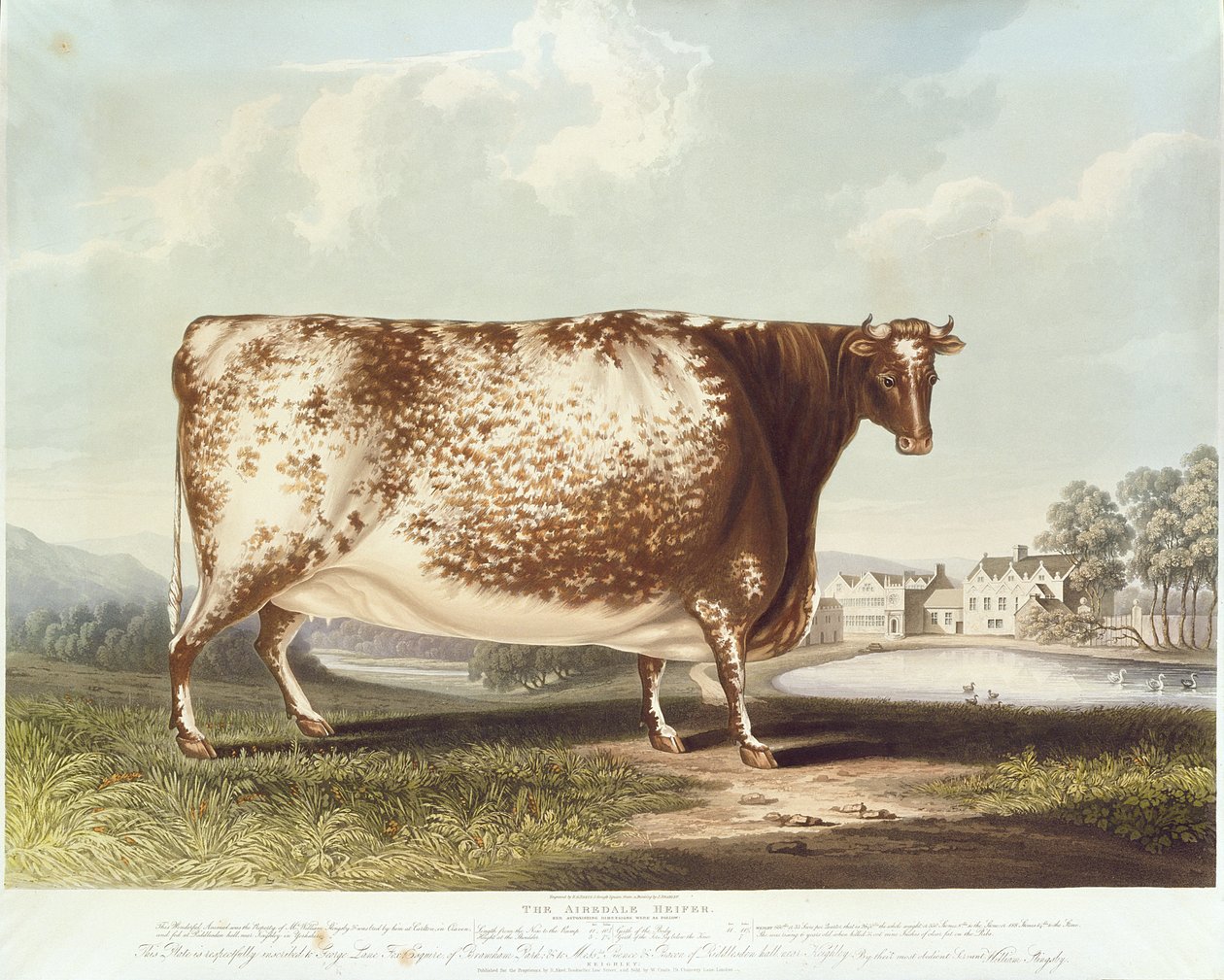 अ रिडेल हेइफ़र, आर। रीव, 1820 (रंग उत्कीर्णन) द्वारा उत्कीर्ण द्वारा जॉन ब्रैडली