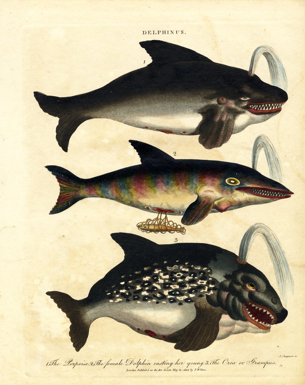  द्वारा जॉन चैपमैन