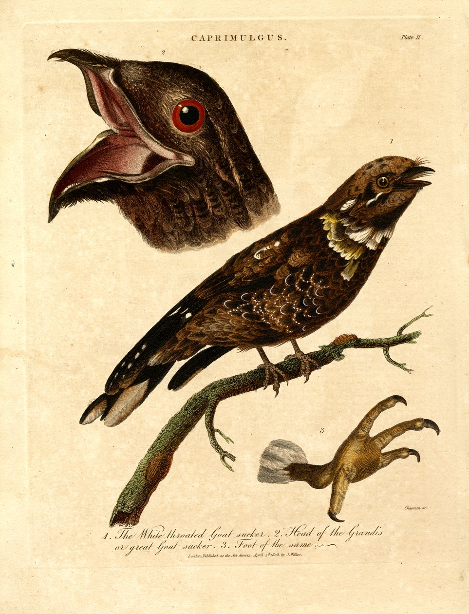  द्वारा जॉन चैपमैन