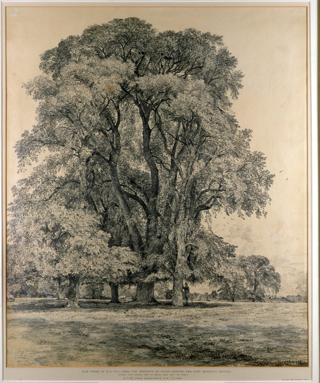 ओल्ड हॉल पार्क में एल्म के पेड़, ईस्ट बर्घोल्ट, 1817 (पेंसिल) द्वारा जॉन कांस्टेबल