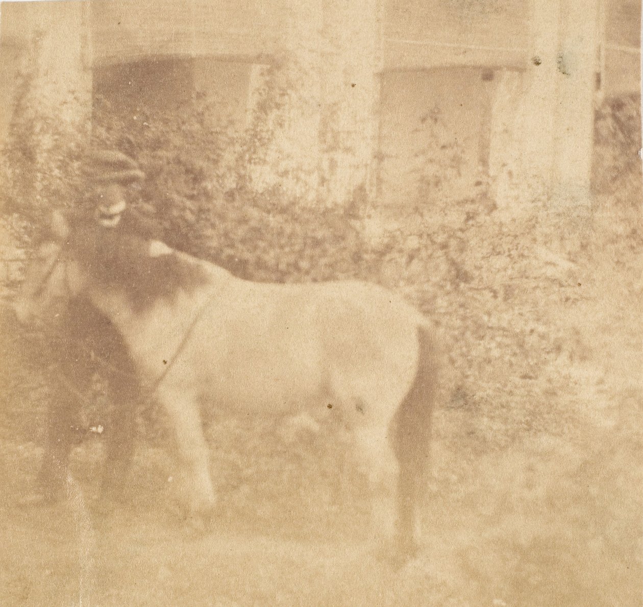 [मैन एंड हॉर्स, गवर्नमेंट हाउस, इलाहाबाद], 1858। द्वारा जॉन कॉन्सटेंटाइन स्टेनली