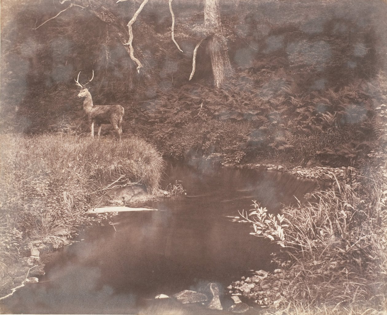 लेविथा, 1853-56। द्वारा जॉन डिल्विन लेलेवेन