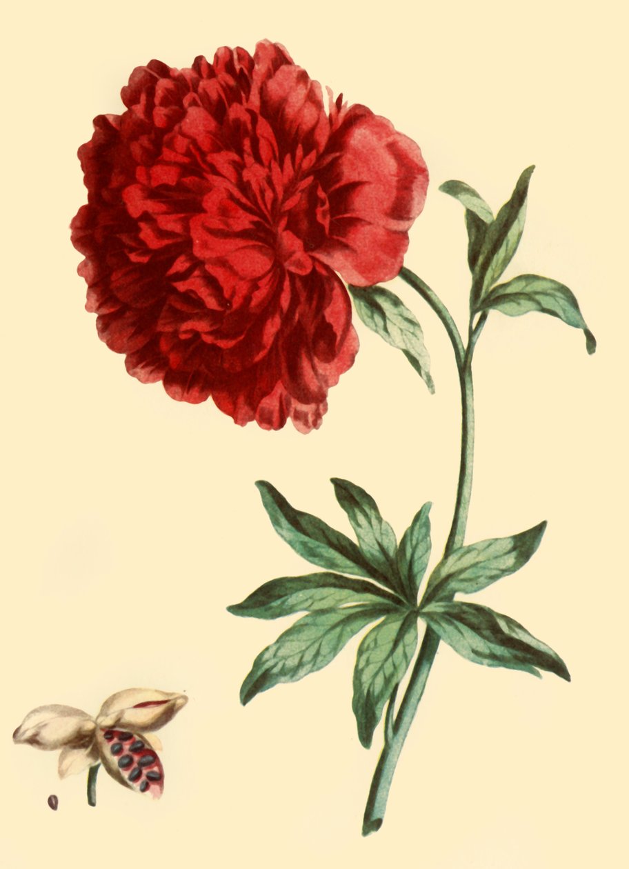 Peony: फुल रेड मेजर फ्लावर में पैयोनिया फेमिना, 1769, 1946। द्वारा जॉन एडवर्ड्स