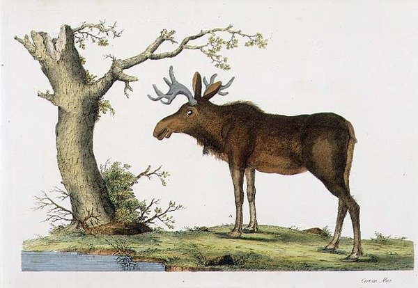 Cervus Alces (मूस) (लिथो) द्वारा जॉन फ्रेडरिक (बाद) मिलर