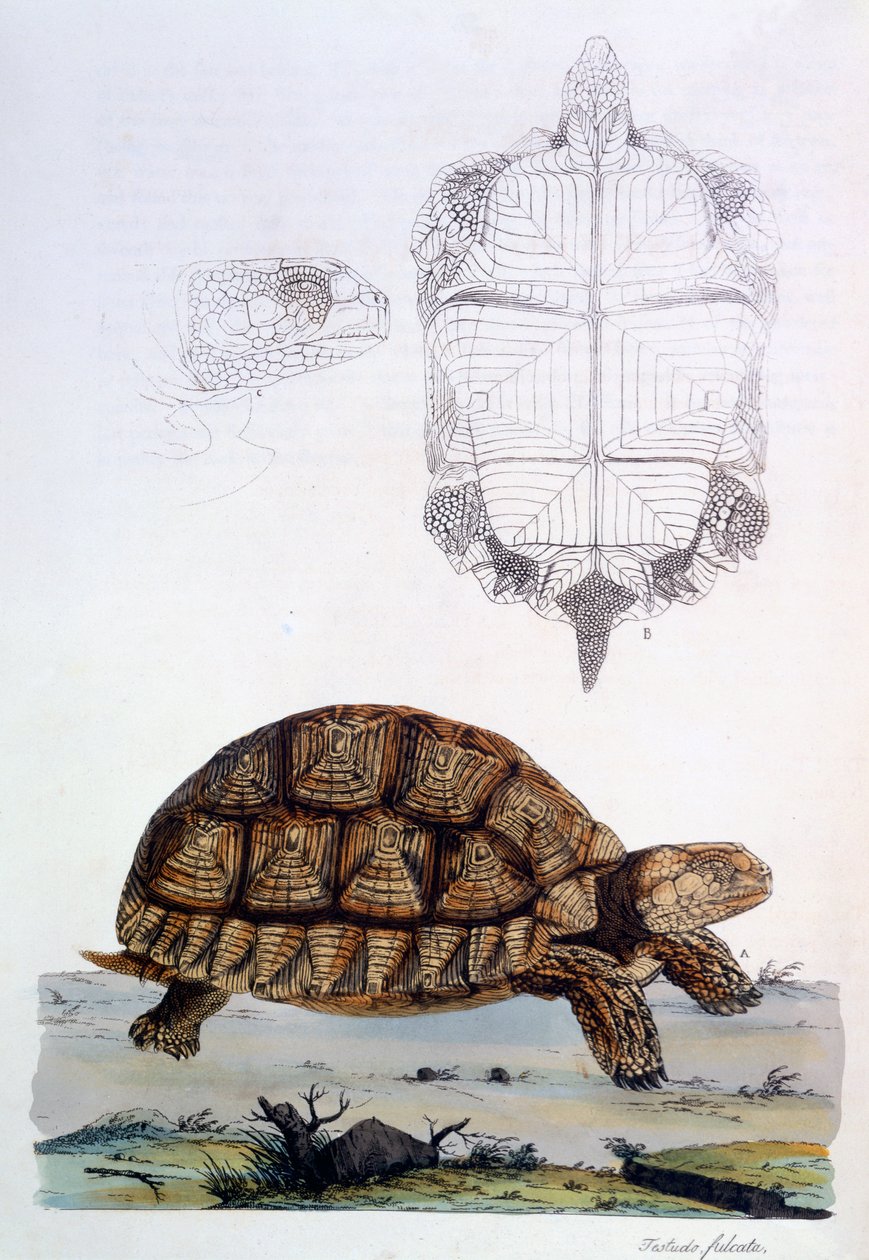 टेस्टोस्क सुल्काटा, 1796 (हाथ से रंग वाली उत्कीर्णन) द्वारा जॉन फ्रेडरिक मिलर