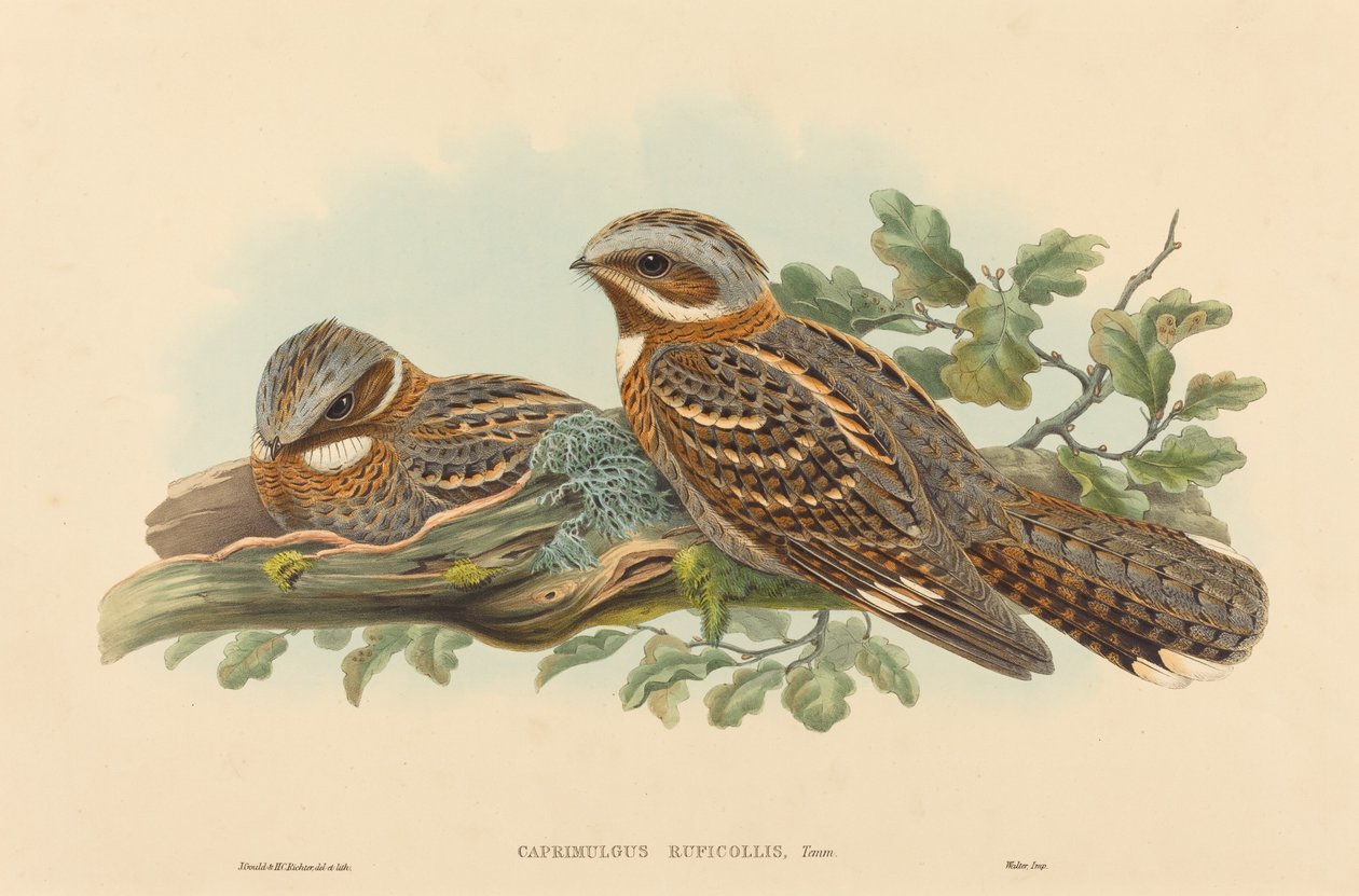 Caprimulgus Ruficollis। निर्माता: जॉन गोल्ड, हेनरी कॉन्सटेंटाइन रिक्टर। द्वारा जॉन गोल्ड और हेनरी कॉन्सटेंटाइन रिक्टर
