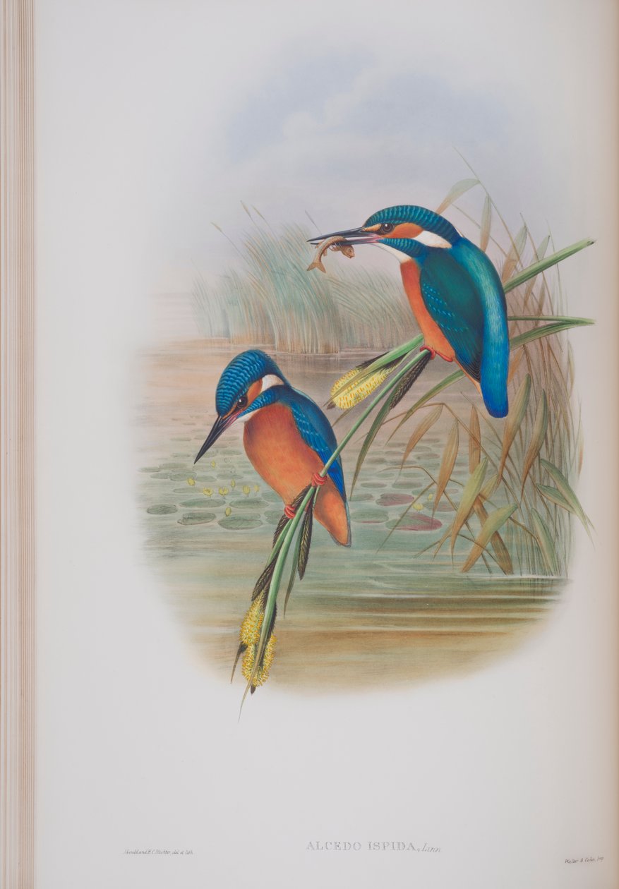 जॉन गॉल्ड द्वारा द बर्ड्स ऑफ ग्रेट ब्रिटेन की प्लेट, अल्सेडो इसिपिडा, 1862-73 (हाथ से बने लिथो) प्रकाशित द्वारा जॉन गोल्ड