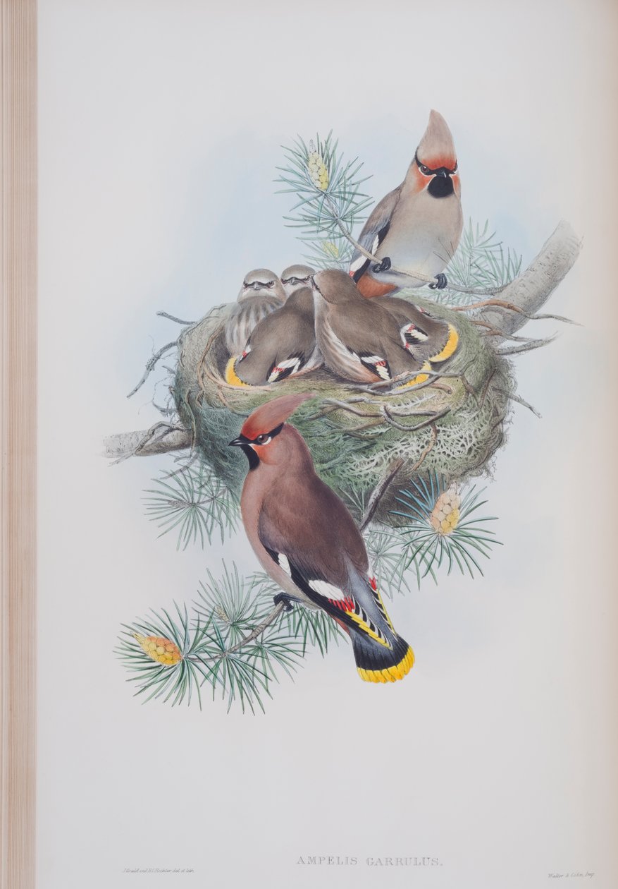 Ampelis Garrulus, John Gould द्वारा द बर्ड्स ऑफ ग्रेट ब्रिटेन की प्लेट, 1862-73 (हाथ से रंग का मिथिला) द्वारा जॉन गोल्ड