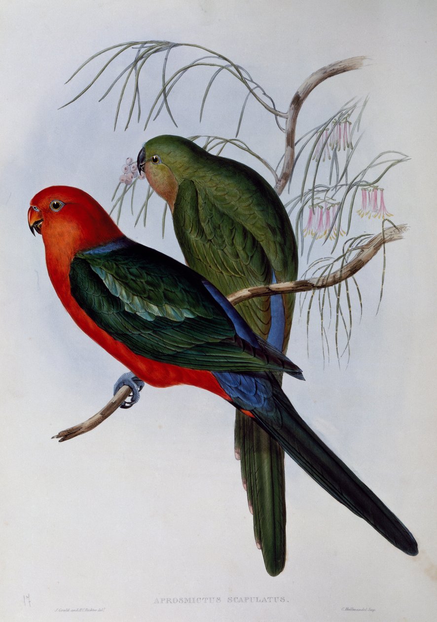 ऑस्ट्रेलियाई राजा तोता (एलिस्टरस स्कैपुलरिस), जॉन गोल्ड (1804-1881) और हेनरी कॉन्सटेंटाइन रिक्टर (1821-1902) द्वारा उत्कीर्ण। यूनाइटेड किंगडम द्वारा जॉन गोल्ड