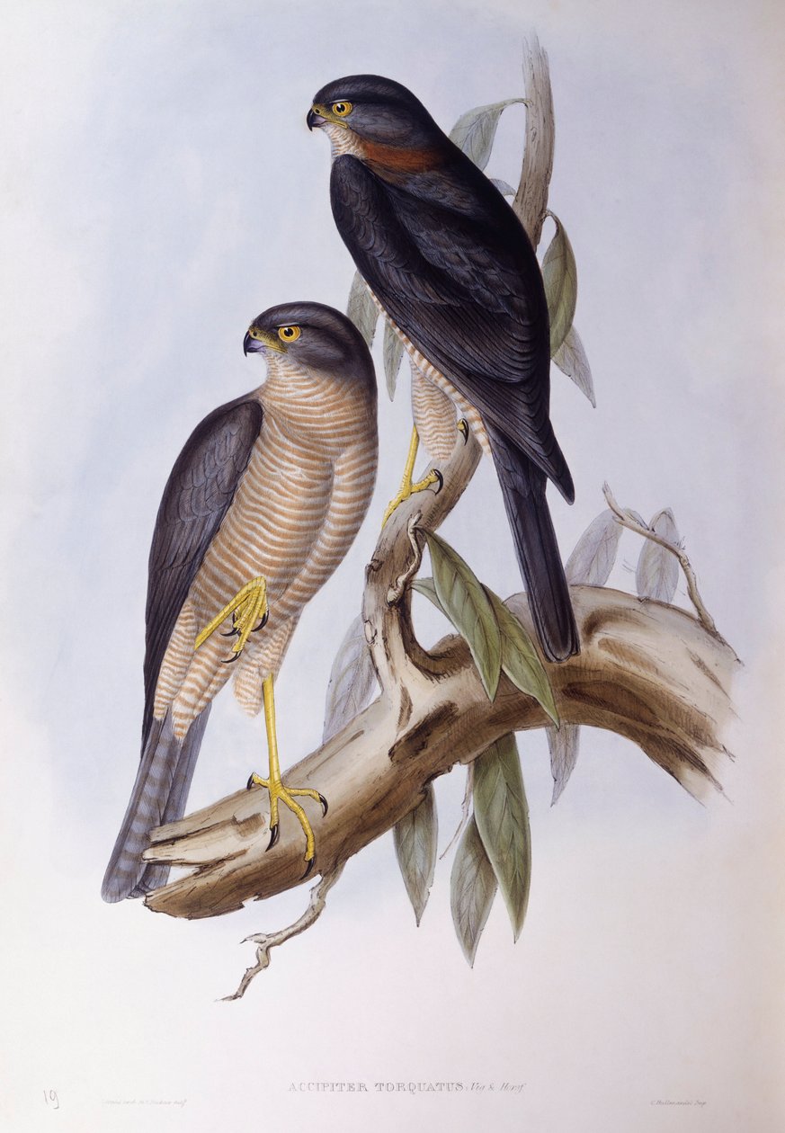 ब्राउन डिपर (Cinclus pallasii), जॉन गोल्ड द्वारा उत्कीर्णन द्वारा जॉन गोल्ड