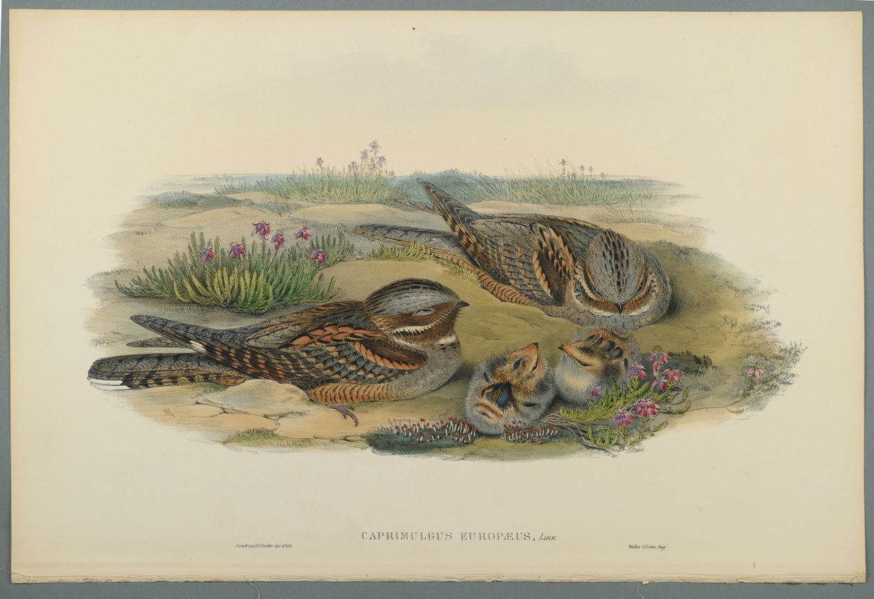 Caprimulgus Europaeus (वॉव पेपर पर रंग लिथो) द्वारा जॉन गोल्ड