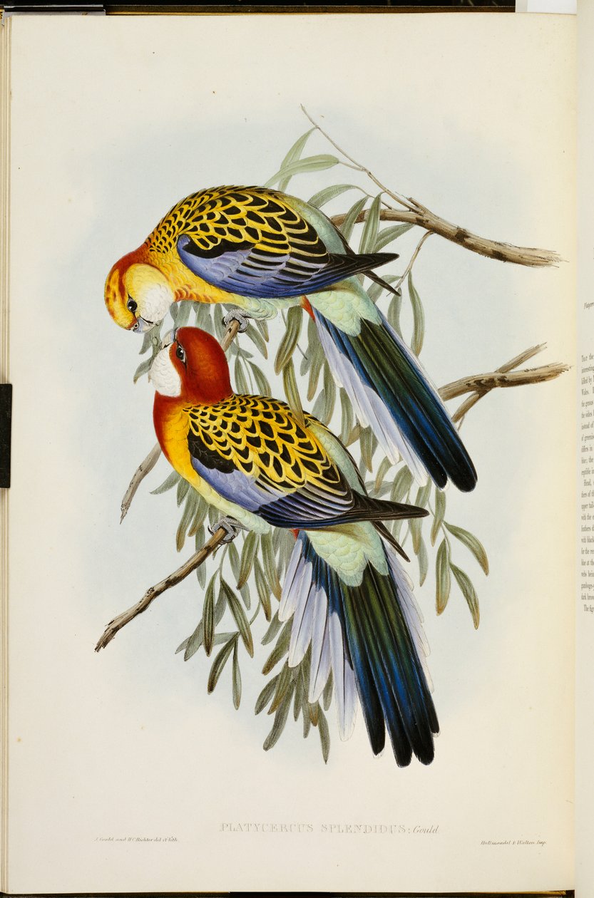पूर्वी रोसेला, "द बर्ड्स ऑफ़ ऑस्ट्रेलिया" से, पहला संस्करण, 1840-69 प्रकाशित हुआ द्वारा जॉन गोल्ड