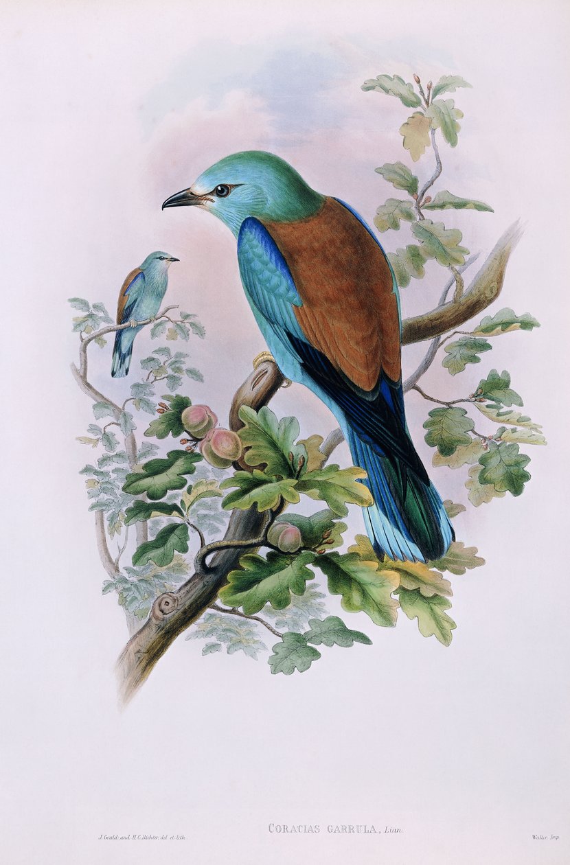यूरोपीय रोलर; कोरासियास गरुला, 1862-1873 द्वारा जॉन गोल्ड