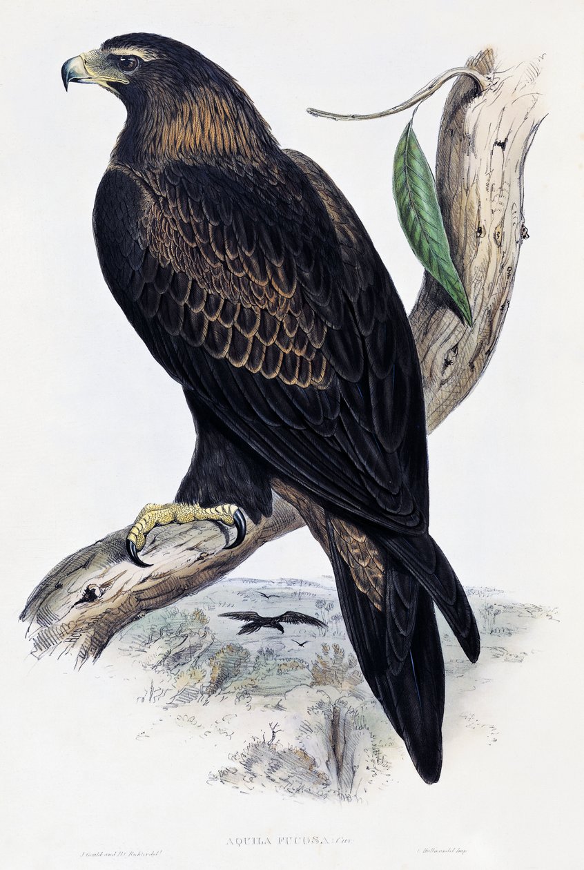 जॉन गोल्ड (1804-1881), यूनाइटेड किंगडम द्वारा गोल्डन ईगल (अक्विला क्रिसेटोस), ऑस्ट्रेलिया और ग्रेट ब्रिटेन के पक्षियों से लिथोग्राफ द्वारा जॉन गोल्ड
