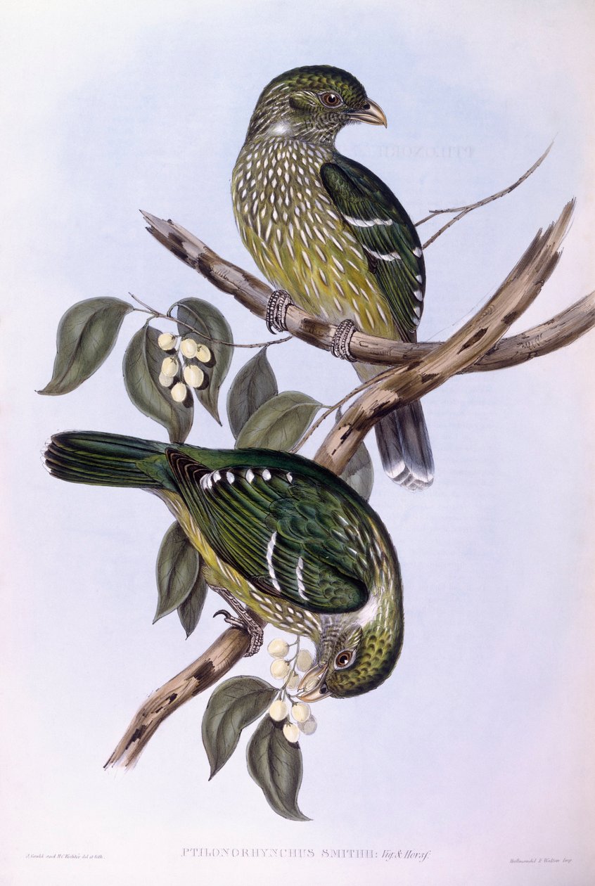 ग्रीन कैटबर्ड (Ailuroedus crassirostris), जॉन गोल्डो द्वारा उत्कीर्णन द्वारा जॉन गोल्ड