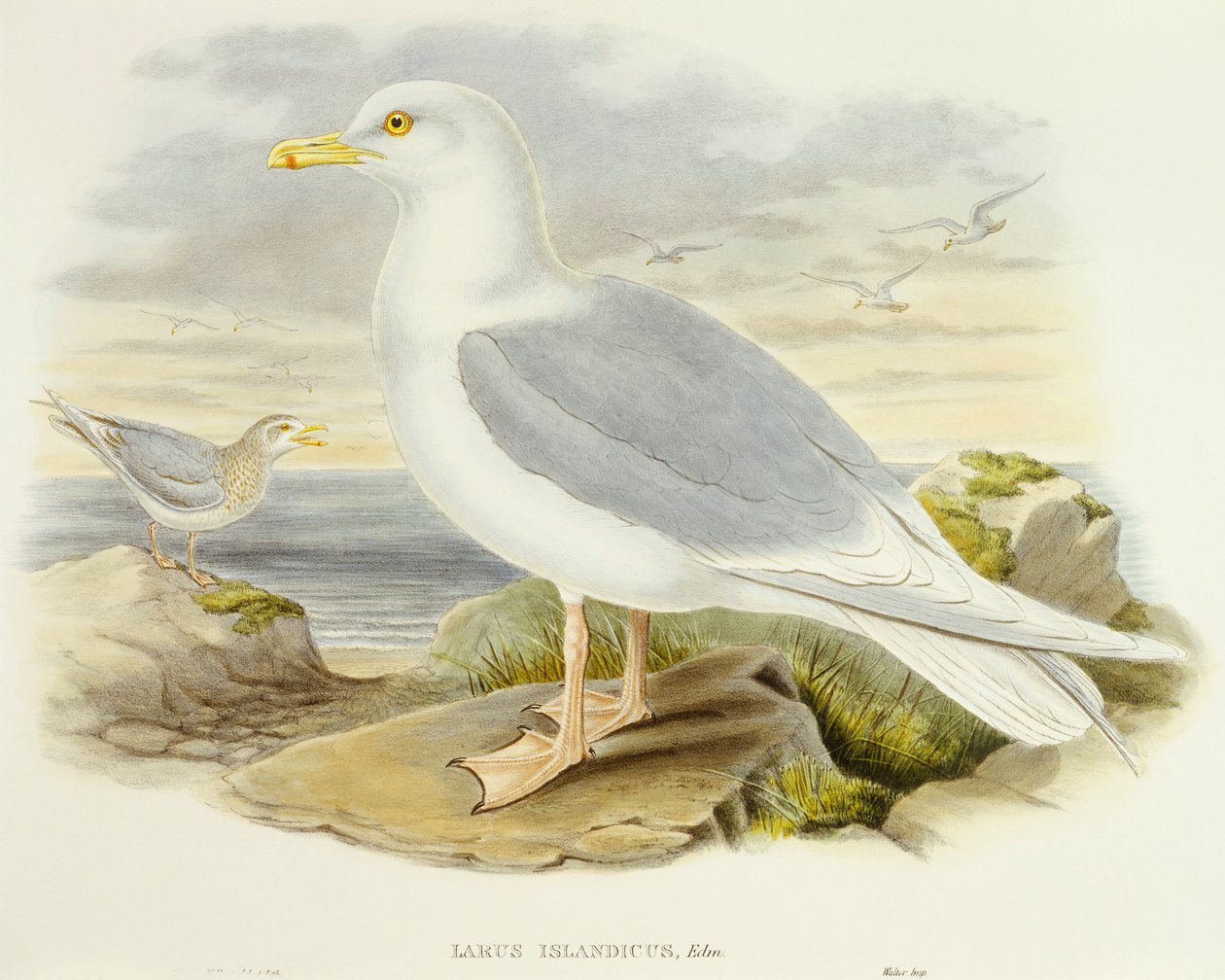 आइसलैंड गल (लारस ग्लौकोइड्स), उत्कीर्णन जॉन गोल्डो द्वारा द्वारा जॉन गोल्ड