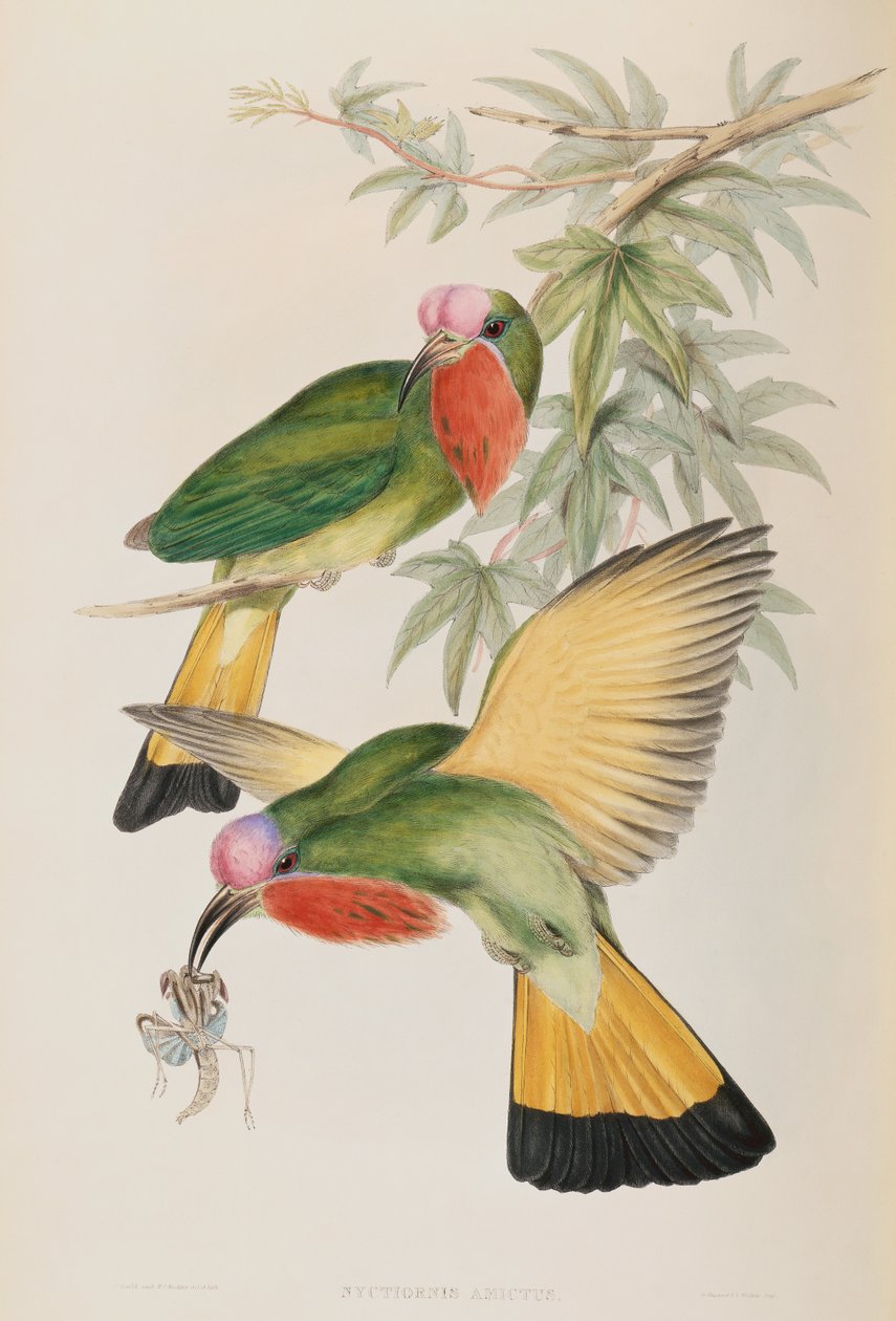 किंगफिशर (Nyctiornis Amictus) एशिया के पक्षियों से द्वारा जॉन गोल्ड