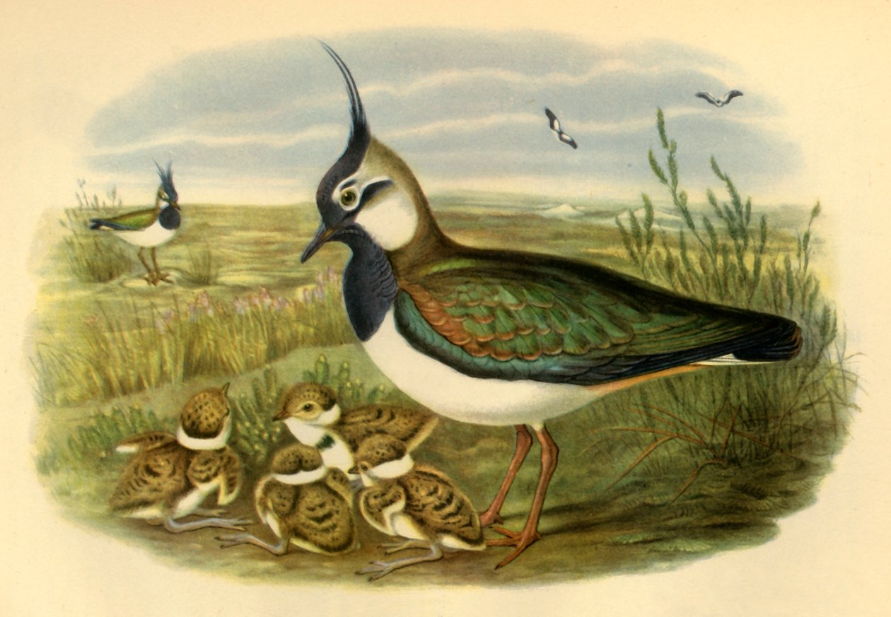 'लैपविंग एंड यंग', 1865, 1942। द्वारा जॉन गोल्ड