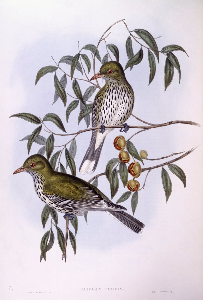 ओलिव-समर्थित ओरिओल (ओरियोलस सैगिटेटस), जॉन गोल्डो द्वारा उत्कीर्णन द्वारा जॉन गोल्ड