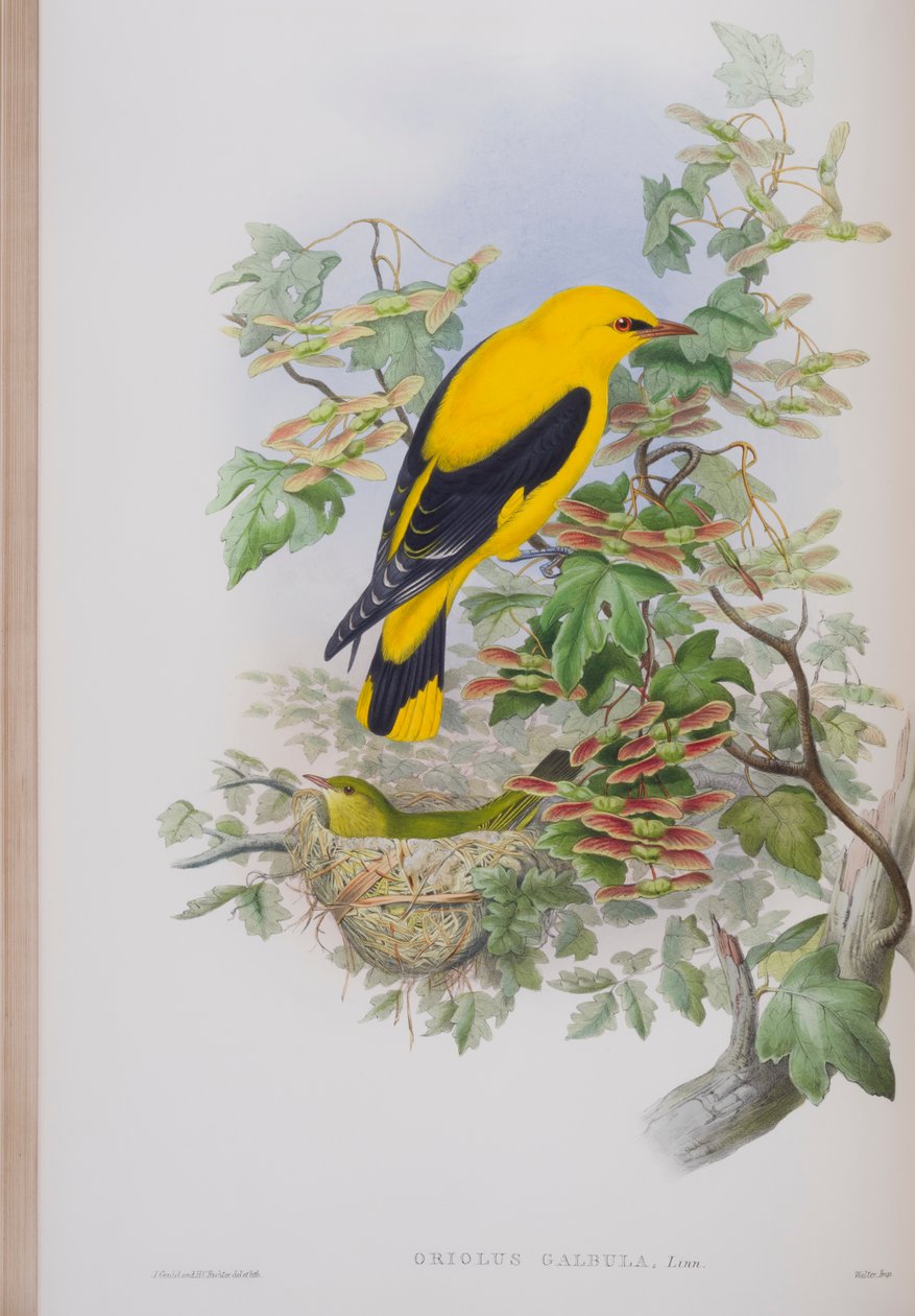 ओरिओलस गालबुला, जॉन गॉल्ड द्वारा द बर्ड्स ऑफ ग्रेट ब्रिटेन की प्लेट, 1862-73 (हाथ से बने लिथो) प्रकाशित द्वारा जॉन गोल्ड
