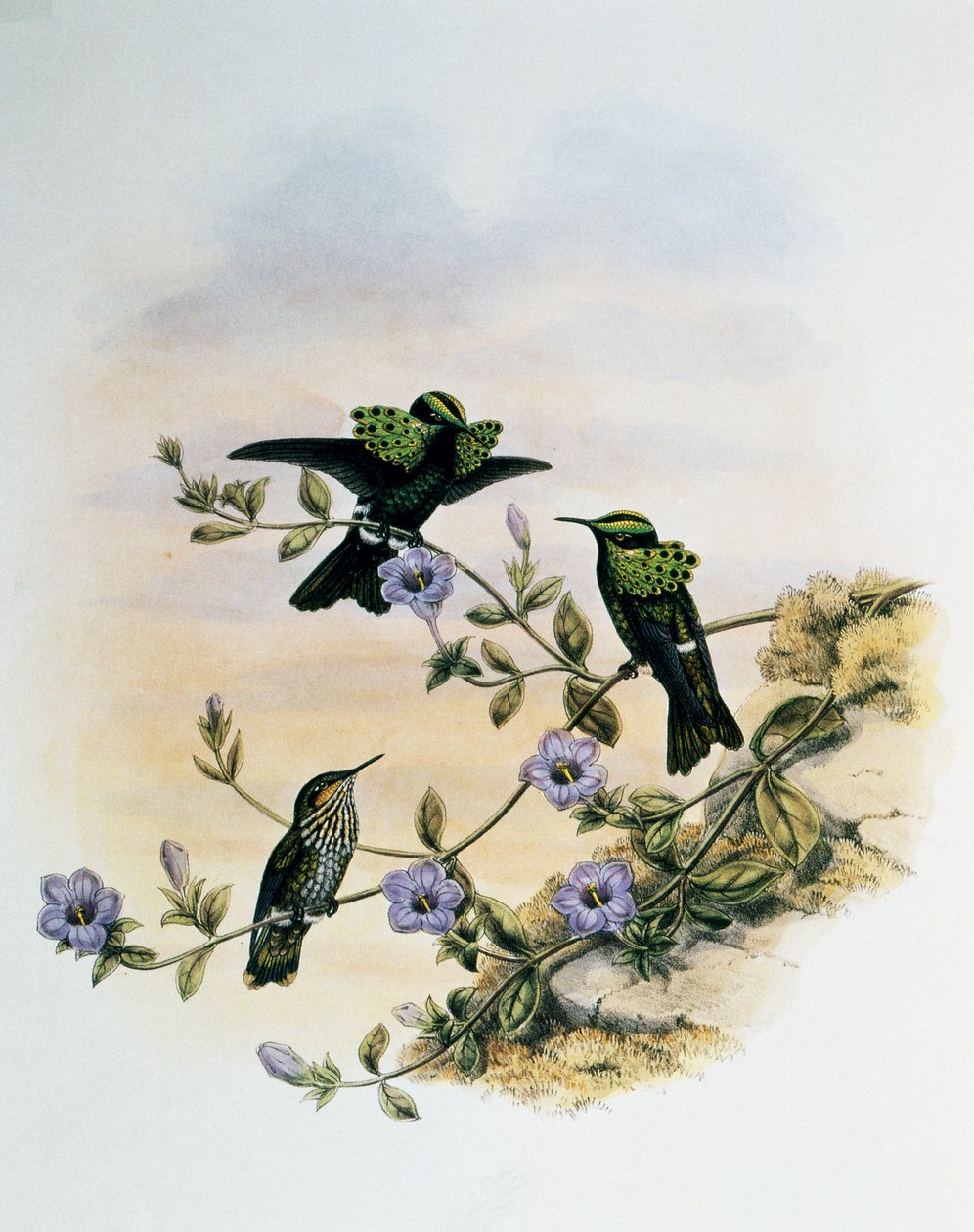 जॉन गोल्ड (1804-1881), यूनाइटेड किंगडम द्वारा मोर कोक्वेट (लोफोर्निस पैवोनिनस), ट्रोचिलिडे या हमिंग बर्ड्स (1849-1861) के मोनोग्राफ से उत्कीर्ण द्वारा जॉन गोल्ड