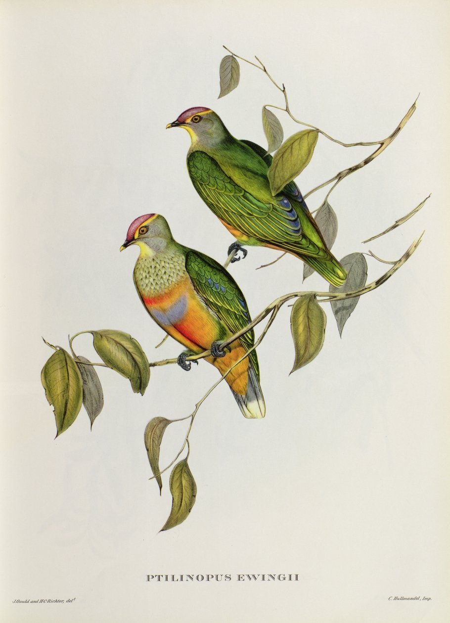 Ptilinopus Ewingii द्वारा जॉन गोल्ड