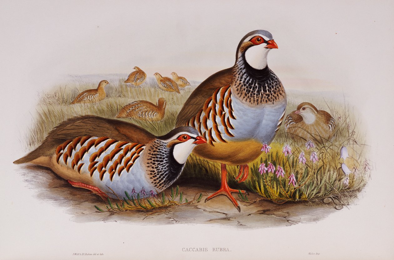 रेड-लेग्ड पार्टिडेज, 1862-73 द्वारा जॉन गोल्ड