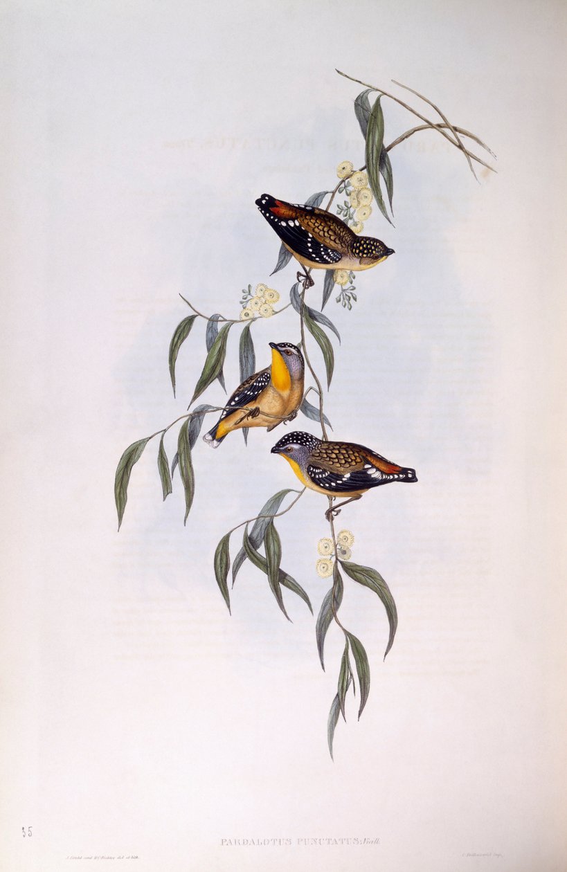 चित्तीदार परडालोट (Pardalotus punctatus), जॉन गोल्ड द्वारा उत्कीर्णन द्वारा जॉन गोल्ड