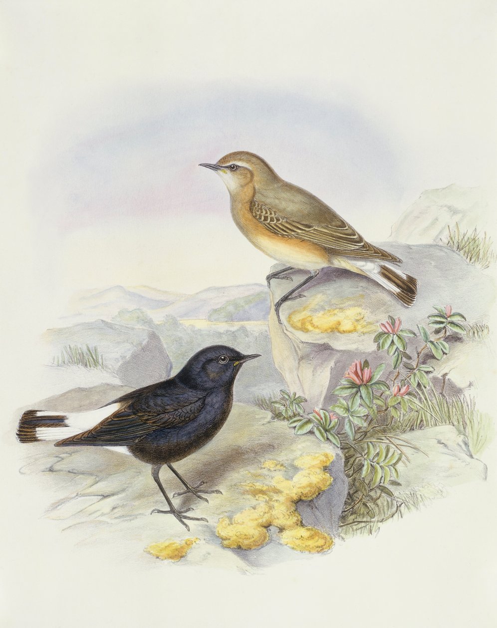 वेरिएबल व्हीटियर (ओएनंथे पिकाटा), जॉन गोल्डो द्वारा उत्कीर्णन द्वारा जॉन गोल्ड
