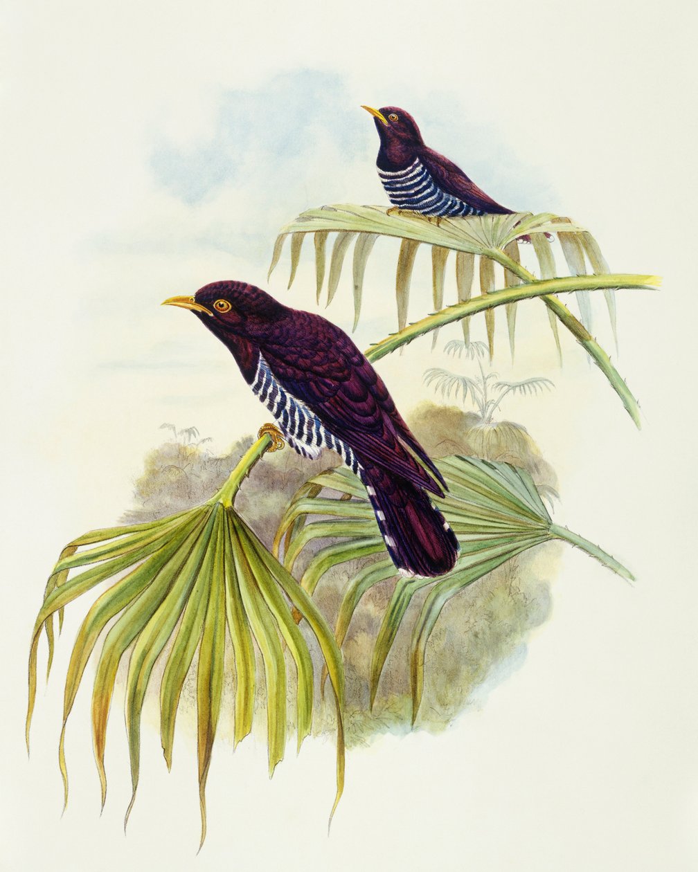 वायलेट कोयल (क्राइसोकोकस xanthorhynchus), जॉन गोल्ड द्वारा उत्कीर्णन द्वारा जॉन गोल्ड