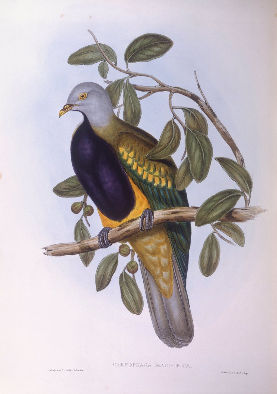 Wompoo फल-कबूतर (Ptilinopus magnificus), उत्कीर्णन द्वारा जॉन गोल्ड द्वारा जॉन गोल्ड