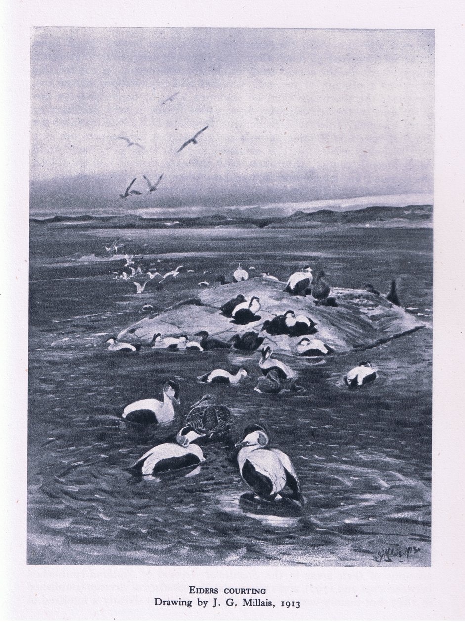 कोलाइंस, 1946 में इयर्स कॉर्टिंग, नेचर इन ब्रिटेन प्रकाशित हुआ द्वारा जॉन गुइल मिलिस