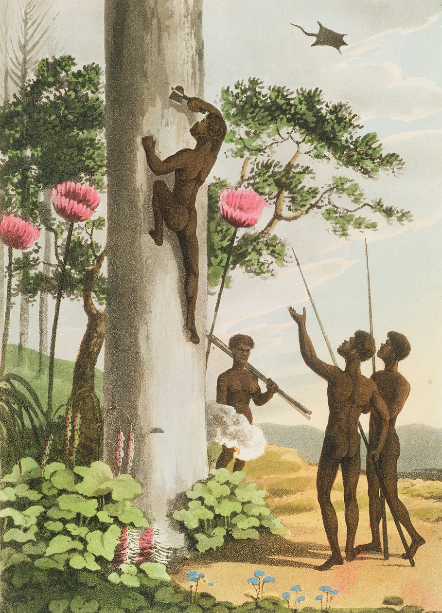 मैथ्यू डबबर्ग (fl.1813-1820) पब द्वारा उत्कीर्ण न्यू साउथ वेल्स के आदिवासियों के पेड़ 1813 द्वारा जॉन हीविसाइड क्लार्क