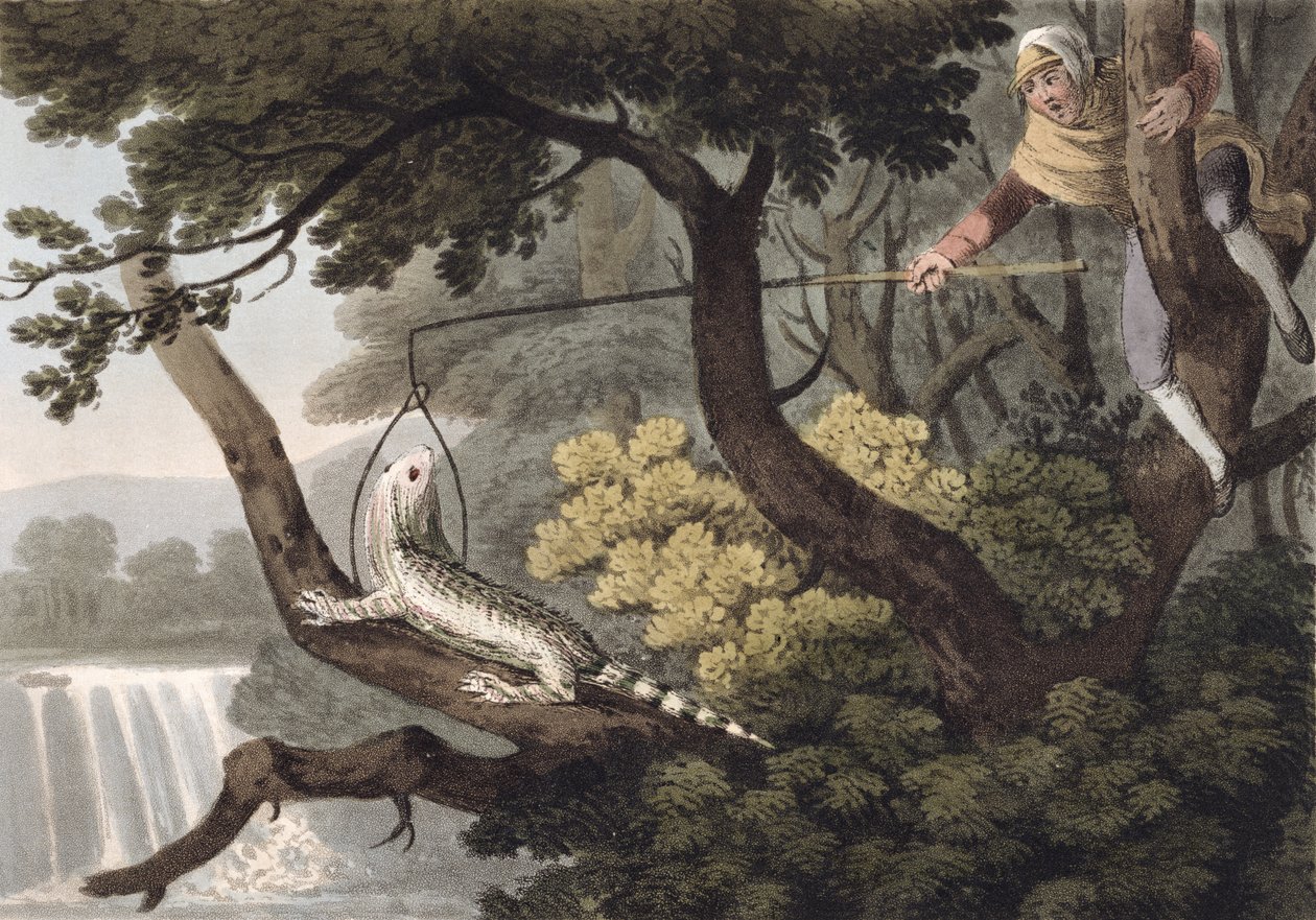 मैक्सिकन छिपकली पकड़ने वाला, मैथ्यू डबबर्ग (fl.1785-1820) द्वारा उत्कीर्ण, एडवर्ड ओरमे द्वारा, 1813 द्वारा जॉन हीविसाइड क्लार्क