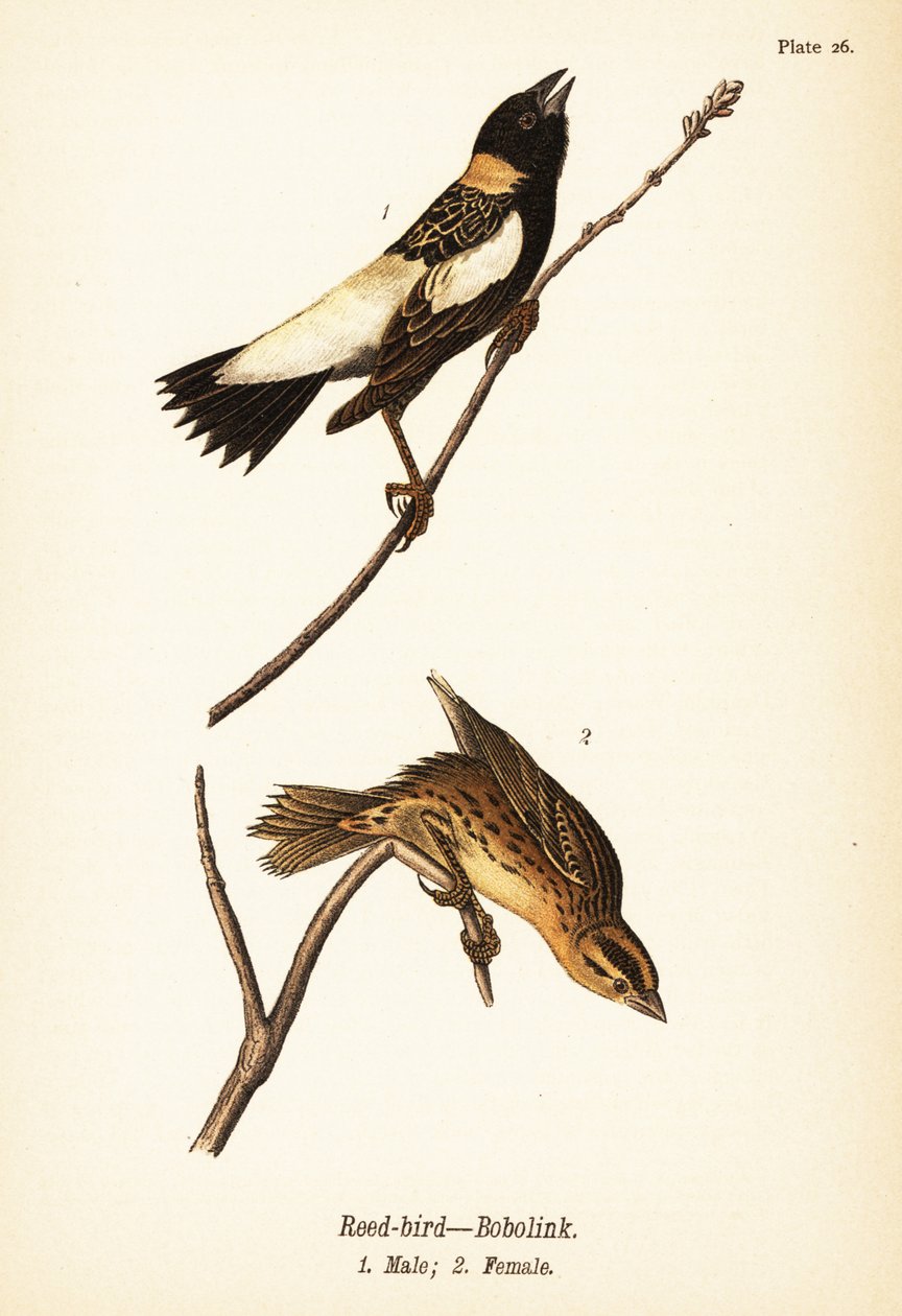 रीड-बर्ड या बोबोलिंक, डोलिचोनीक्स ऑरिज़िवोरस, नर 1, मादा 2 द्वारा जॉन जेम्स (बाद) ऑडबोन