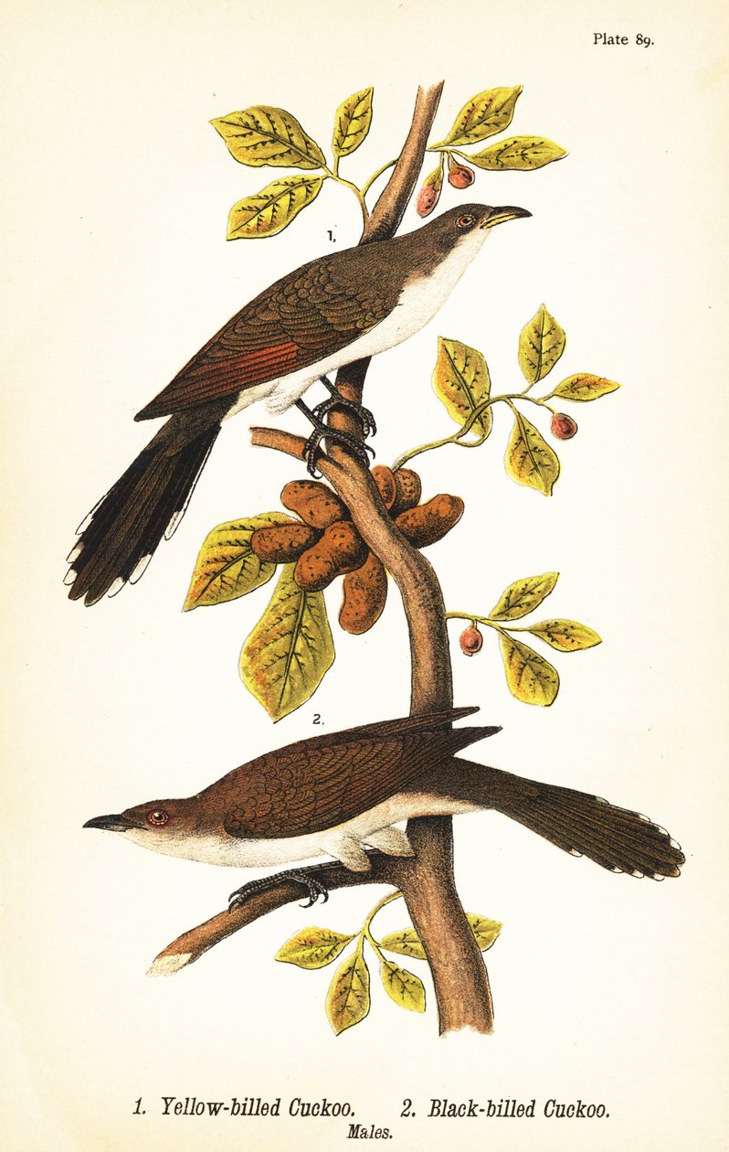 येलो-बिल्ड कोयल, Coccyzus americanus 1, और ब्लैक-बिल्ड कोयल, Coccyzus erythropthalmus 2, नर द्वारा जॉन जेम्स (बाद) ऑडबोन