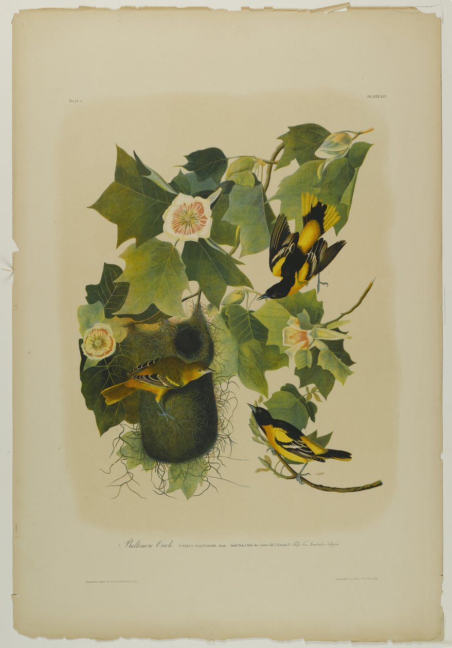 बाल्टीमोर ओरिओल, जूलियन बीन द्वारा मुद्रित और रो लॉकवुड एंड सन, 1861 (क्रोमोलिथोग्राफ) द्वारा प्रकाशित द्वारा जॉन जेम्स ऑडबोन