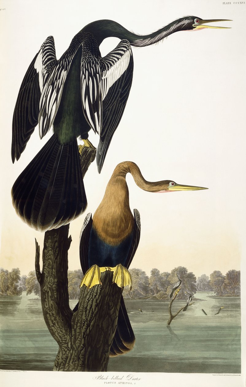 ब्लैक-बेल्ड डार्टर, 1836 द्वारा जॉन जेम्स ऑडबोन